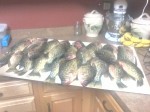 Crow Wing Crappies