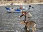 A baby deer visits a fly fisherman.