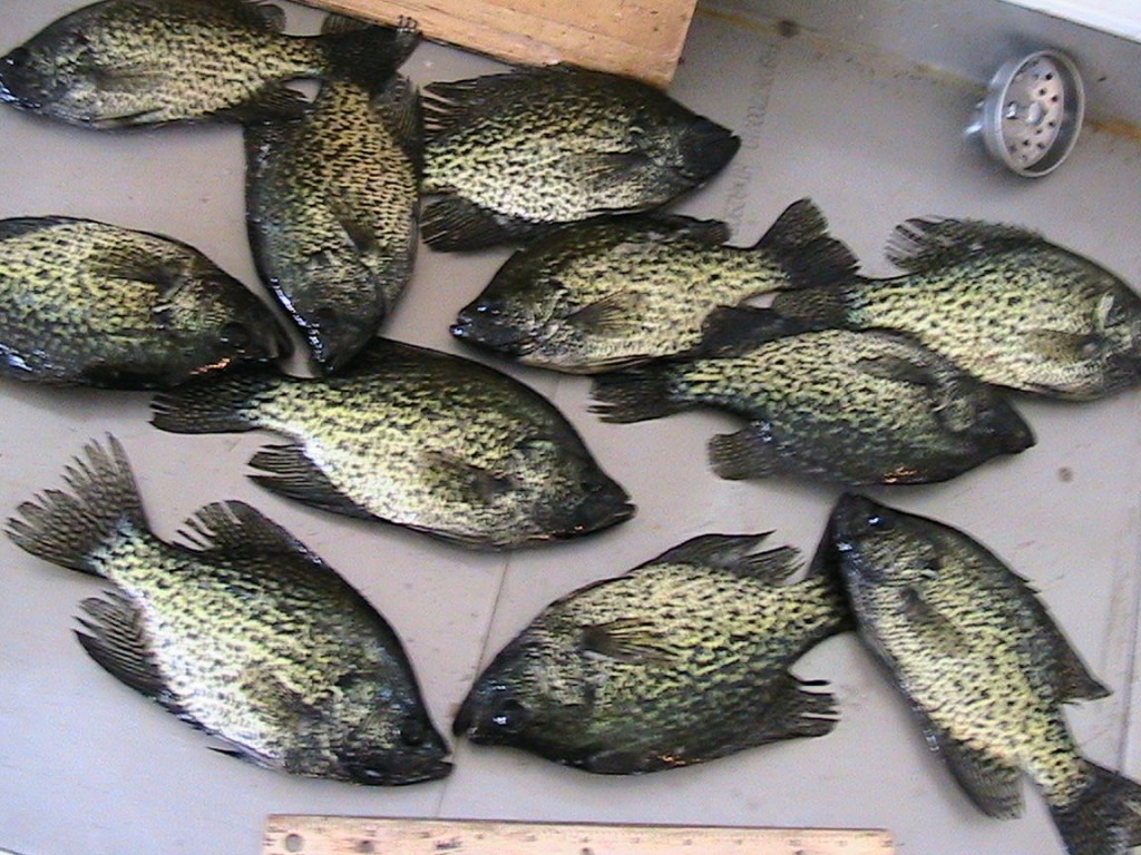 wisconsin crappies by jim clapp
