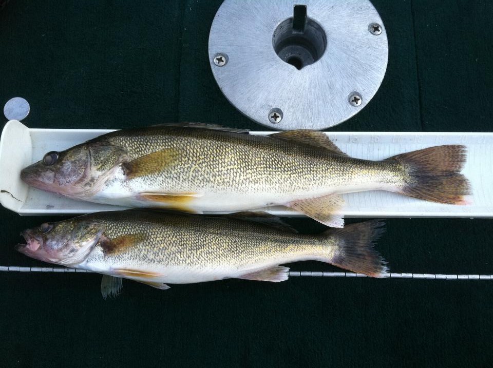 Lake Oahe Walleye