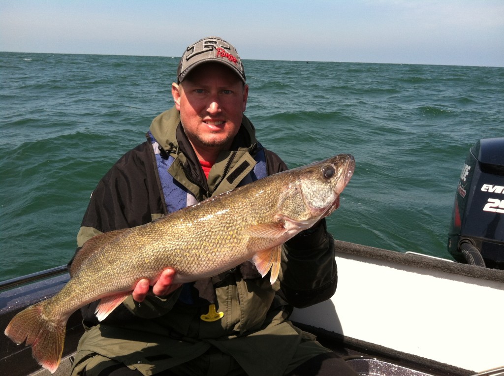 Chris Speicher caught some nice walleyes at Lake Erie!!