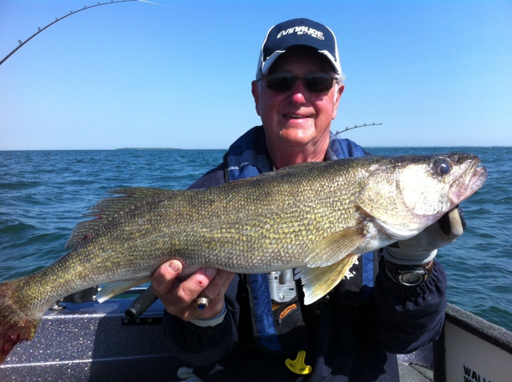 Ranger/Evinrude Pro Gary Speicher with a BIG Lake Erie walleye caught their final day at Port Clinton!!