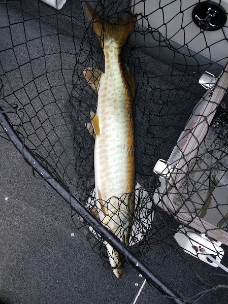 McBride musky caught by Barta during the fall tournament